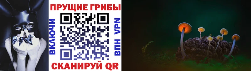 Купить где  Заволжье  Галлюциногенные грибы Cubensis 